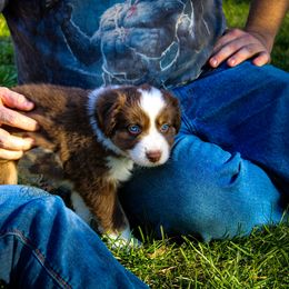Ron - Australian Shepherd puppy in Anamosa, Iowa from Roulette Australian Shepherds