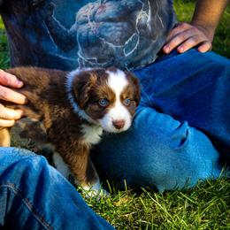 Ron - Australian Shepherd puppy in Anamosa, Iowa from Roulette Australian Shepherds