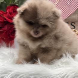 Truffle - Chocolate merle male Pomeranian puppy in Brentwood, California from Royalpawpoms