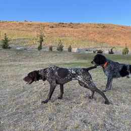 German Shorthaired Pointer All Grown Up from Silver Mountain Pointers