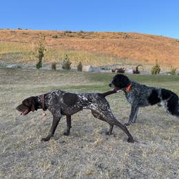 German Shorthaired Pointer All Grown Up from Silver Mountain Pointers