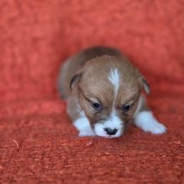Isabela - Sable and white female American Corgi puppy in Tallahassee, Florida from Koko's Korgis