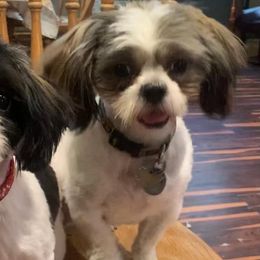 Shih Tzus from Shih Tzu Mountain Breeders