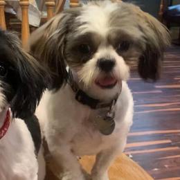 Shih Tzus from Shih Tzu Mountain Breeders