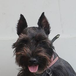 Miniature Schnauzers from Perfect Puppies