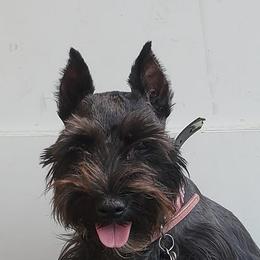 Miniature Schnauzers from Perfect Puppies