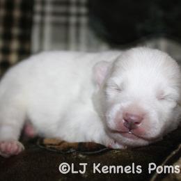 Cristiano - White male Pomsky puppy in Centerville, Iowa from LJ Kennels Pomskies, LLC
