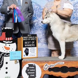 Siberian Huskies from Sovereign Siberians