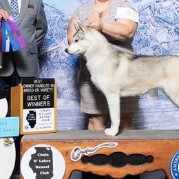 Siberian Huskies from Sovereign Siberians