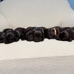 Boykin Spaniel puppies from Hickory Hills Boykin Spaniel