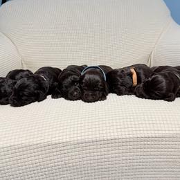 Boykin Spaniel puppies from Hickory Hills Boykin Spaniel