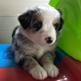 Miniature Australian Shepherd Puppies from Blue Skye's Miniature Australian Shepherds