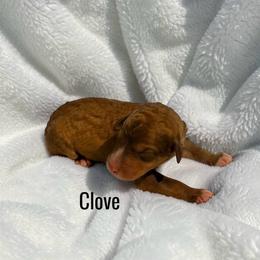 Clove - Brown and white male Aussiedoodle puppy in Ellenburg Center, New York from Kristin's Puppies