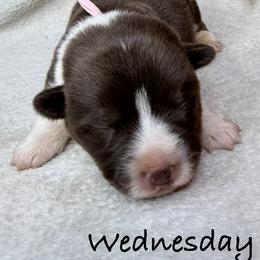 Wednesday - Liver and white female American Corgi puppy in Grants Pass, Oregon from KnR Antler Dogs ~ Labrador Retrievers & Corgis
