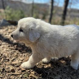 Puppy ID 17261 - White female Great Pyrenees puppy in Leicester, North Carolina from Randall Glen Pyrenees