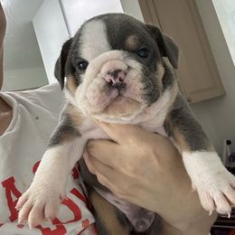 Thing 3 - Blue tri-color male Bulldog puppy in Alexandria, Virginia from Stacey D’s Bulldogs