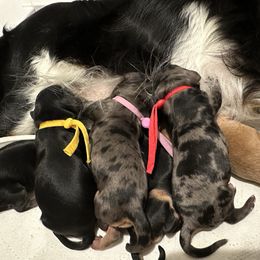 Cavapoo puppies from Mc Doodles of Texas LLC