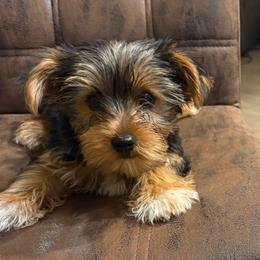 Ann - Chocolate, tan and white female Yorkshire Terrier puppy in Jacksonville, Florida from Lake Shore Yorkies