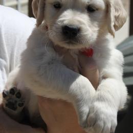 Kona Boy red collar - Golden male Golden Retriever puppy in Fort Morgan, Colorado from Golden Girls Kennels, LLC