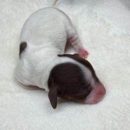 Piebald Girl - Piebald female Dachshund puppy in Bakersfield, California from Pretty Dachshunds 661