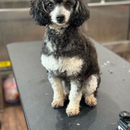 Mia - Poodle