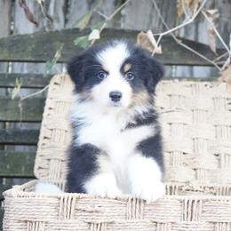 Wanda - Black tri-color female Australian Shepherd puppy in Victoria, Texas from Silvermist Australian Shepherds