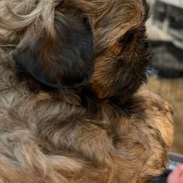 Shih Tzus from Moore’s Family Shih Tuz’s