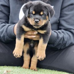 Rottweiler Puppies from Maniac Kennels