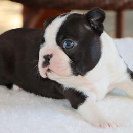 Davy - Black and white male Boston Terrier puppy in Winnsboro, Texas from JP Ranch Bulldogs