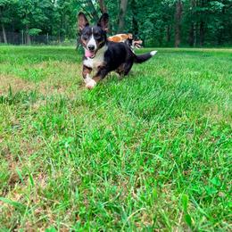 Kodi - Cardigan Welsh Corgi