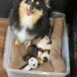 Pomeranian puppies from Cuddles n Curls