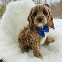 Cockapoo Puppies from Willow Lane Puppy