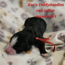 Girl 1 - Black and white female Bernedoodle puppy in Schertz, Texas from Kat's Teddydoodles