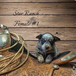 Female 1 - Blue female Australian Cattle Dog puppy in Waterloo, South Carolina from Star Ranch Australian Cattle Dogs