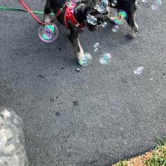 Standard Schnauzer Puppies from Songbird Standard Schnauzers