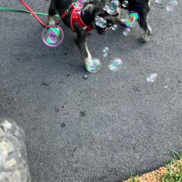 Standard Schnauzer Puppies from Songbird Standard Schnauzers