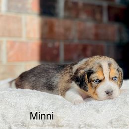 Minni - Black tan and white female Beagle puppy in Mansfield, Missouri from Rippee Creek Kennel