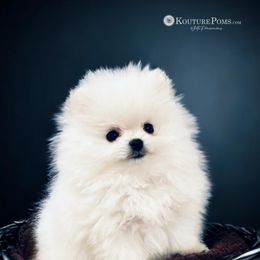 Pomeranian Puppies from Kouture Pomeranians