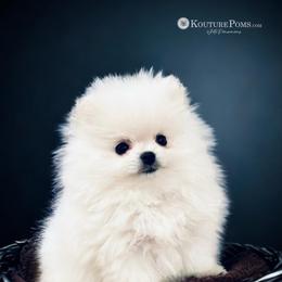 Pomeranian Puppies from Kouture Pomeranians
