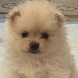 Princess - White female Pomeranian puppy in Palm Beach Gardens, Florida from Adorable PomPoms