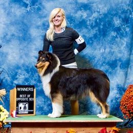 Aria - Collie