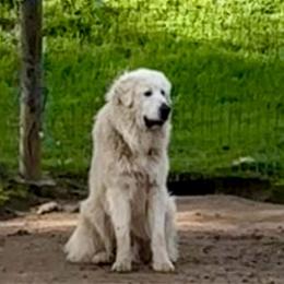 Silas - Great Pyrenees