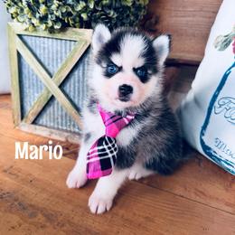 Mario - Wolf sable male Pomsky puppy in Venus, Pennsylvania from Hemlock Pines Pomsky