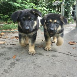 German Shepherd Puppies from Vom Raglinhaus German Shepherds