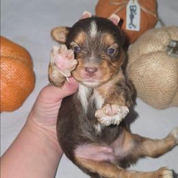 Saturn - Chocolate, tan and white male Yorkshire Terrier puppy in Lakeland, Florida from You Me & The Yorkies