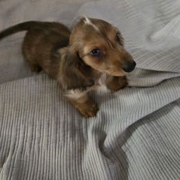 Coral - Dapple female Dachshund puppy in Tonopah, Arizona from Desert Diamond Dachshunds