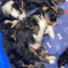 Australian Labradoodle, Bernedoodle, and Cockapoo Puppies from Dream Doodles and Cockapoos