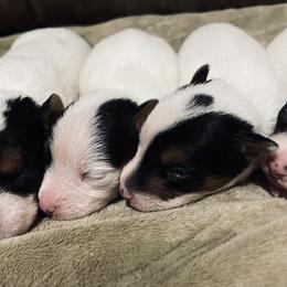 Border Terrier and Jack Russell Terrier Puppies from Dig Em Out Terriers / Twin Willow Borders