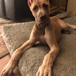 Great Dane Puppies from F&B Kennels