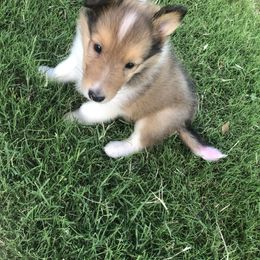 Tiny - Sable female Collie puppy in Abilene, Texas from Regal Lassie's